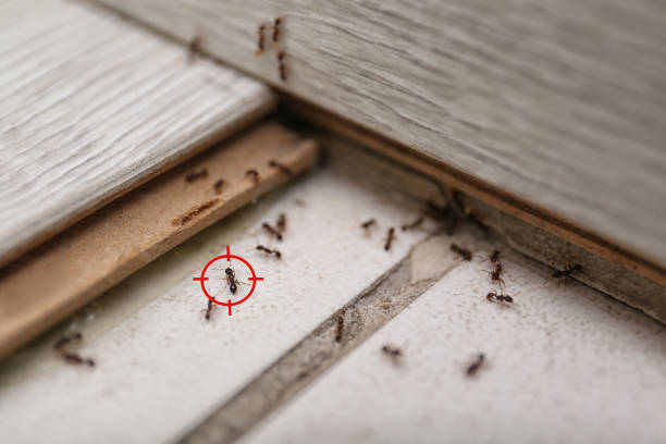 Best Emergency Pest Control  in Fort Recovery, OH